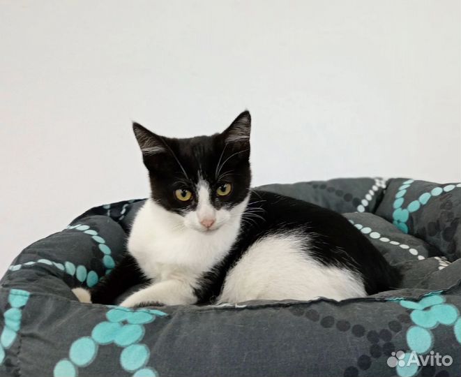 Котенок мальчик