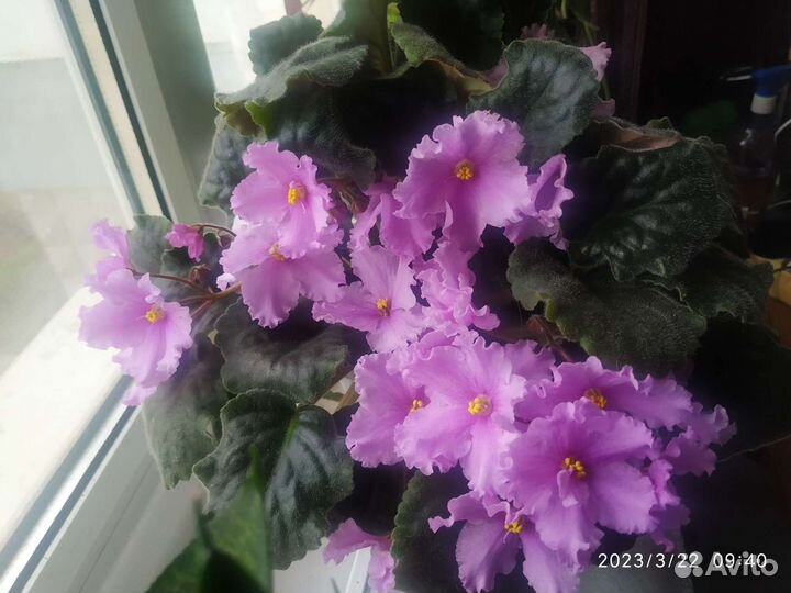 Сортовые фиалки