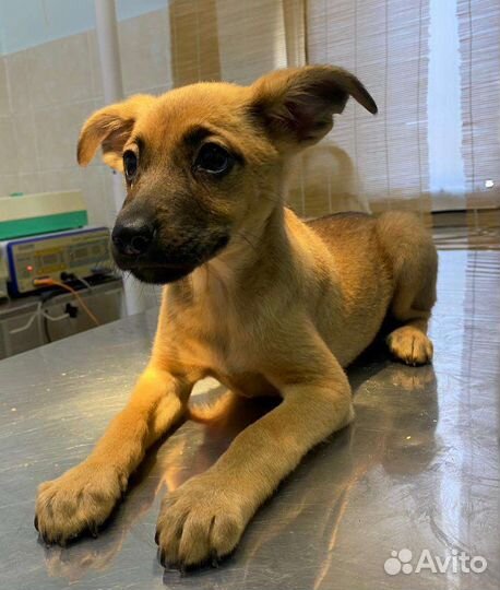 Щенок джек рассел в добрые руки метис