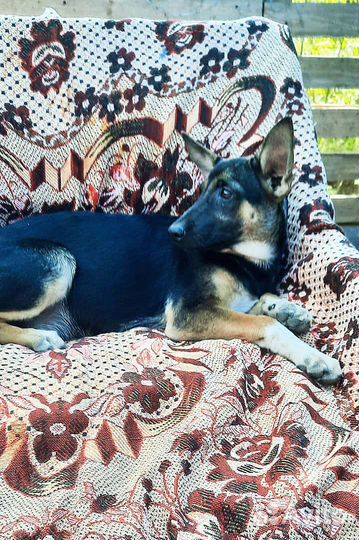 Собака в добрые руки