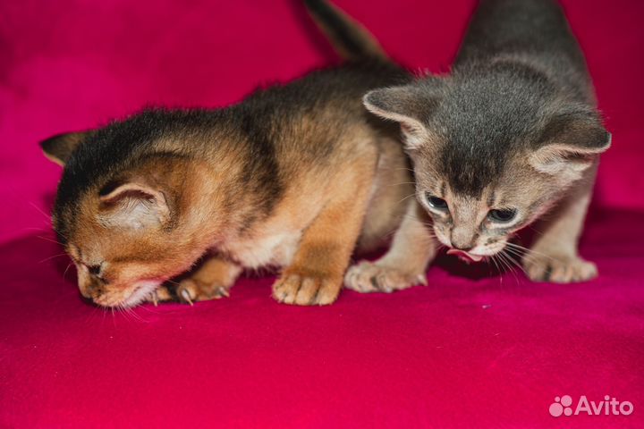 Абиссинские котята