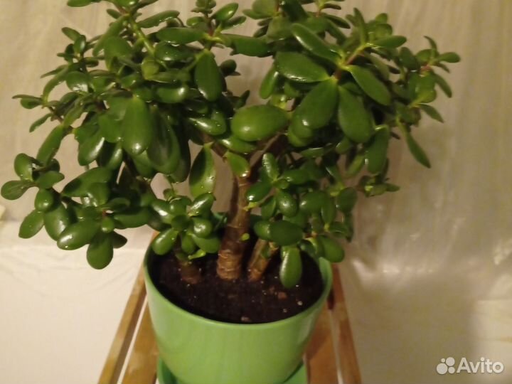 Денежное дерево