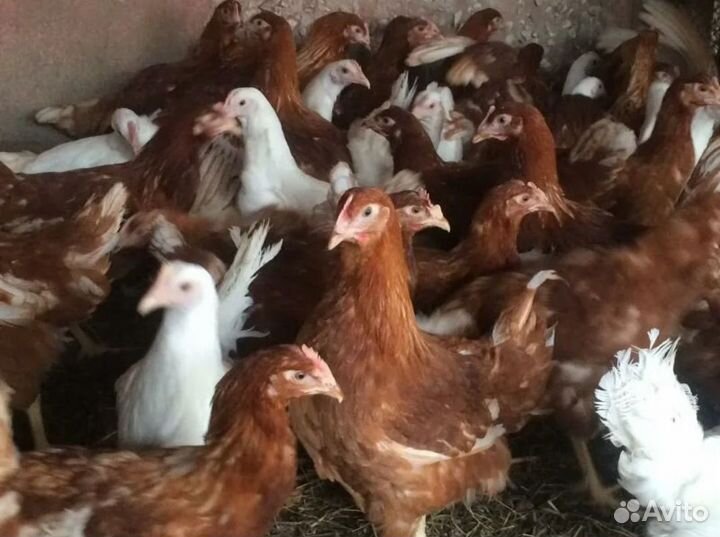Куры молодки несушки