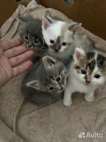 Котята в добрые руки