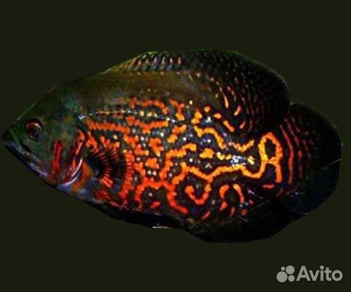 Астронотусы