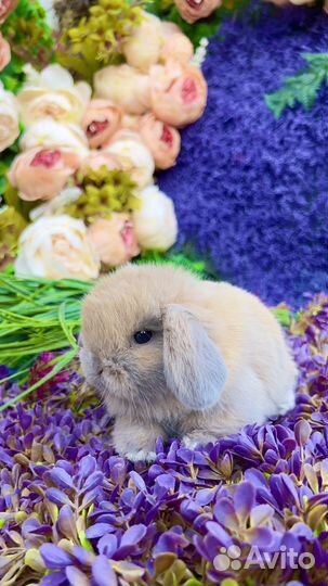Кролики домашние