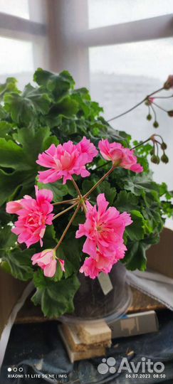 Пеларгония герань Unicorn zonartic rose