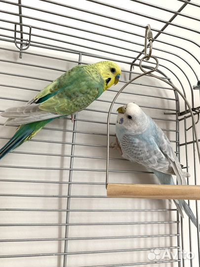 Радужные попугаи, пара с клеткой