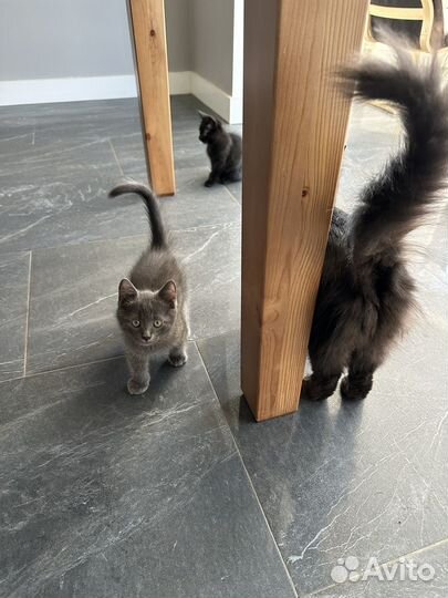 Котята в добрые руки бесплатно