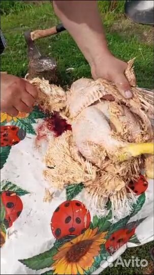 Воск для удаления пера птицы