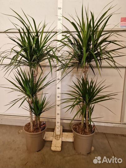 Пальма Драцена Маргината 3 ствола зеленая