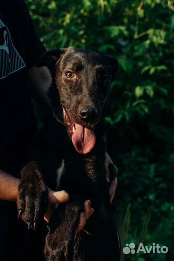 Собака Муха