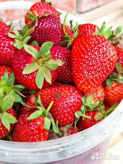 Клубника ремонтантная, сезонная саженцы