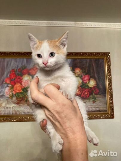 Котенок в добрые руки