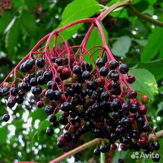 Продам бузина черная