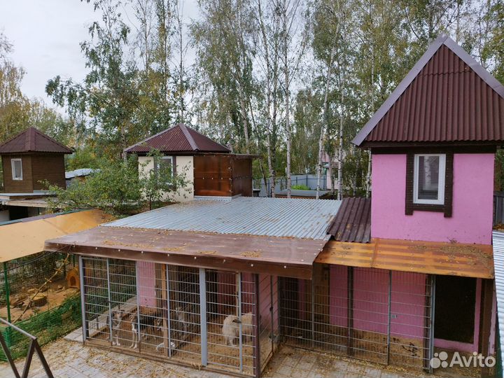 Передержка для собак средних и крупных пород