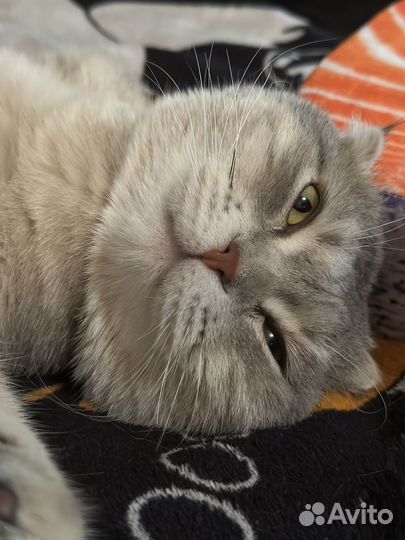 Шотландский кот вязка