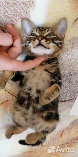 Котенок, мальчик