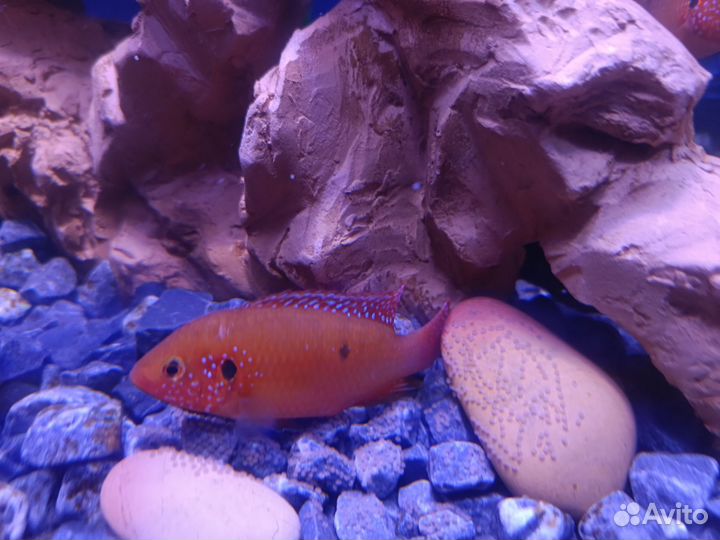 Хромис красавец