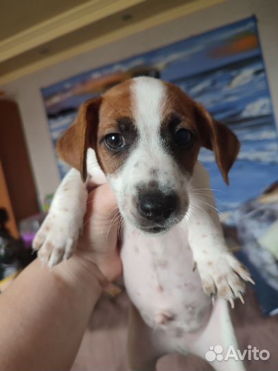 Щенки джек рассел терьер