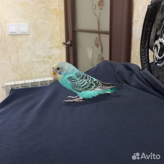 Птенец волнистого попугая