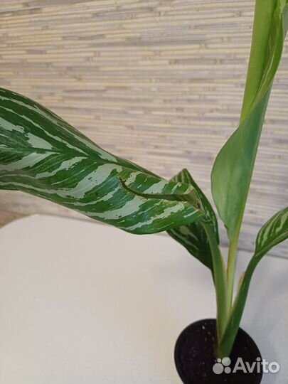 Аглаонема Stripes