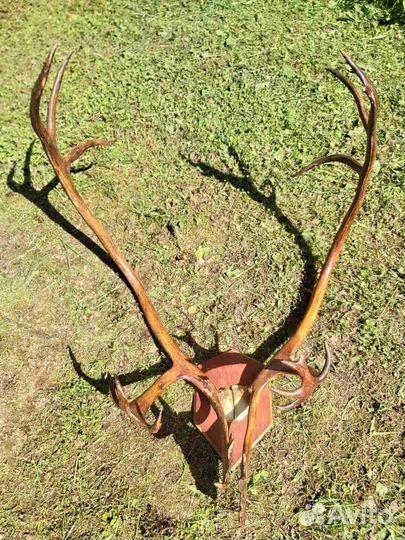 Рога оленя