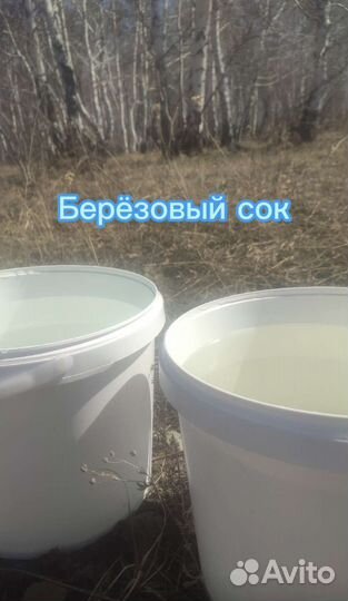 Березовый сок