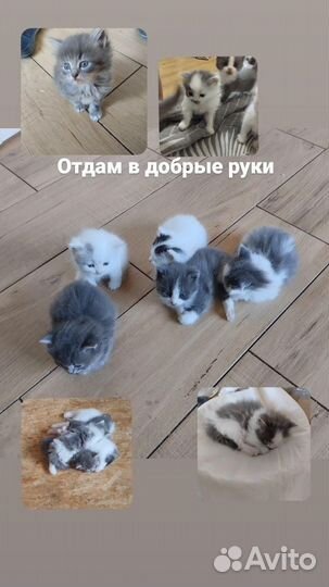 Отдам котят в добрые руки