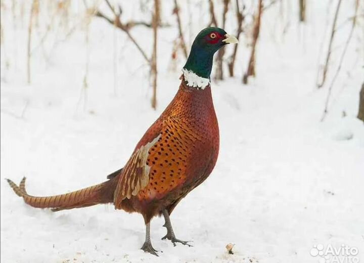 Фазаеята румынские и охотничий