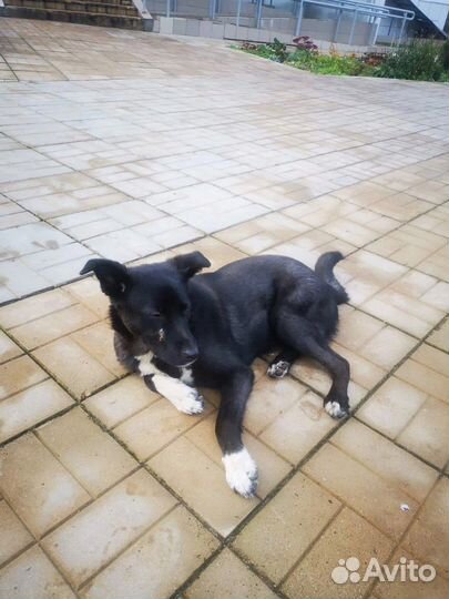 Щенок подрощенный