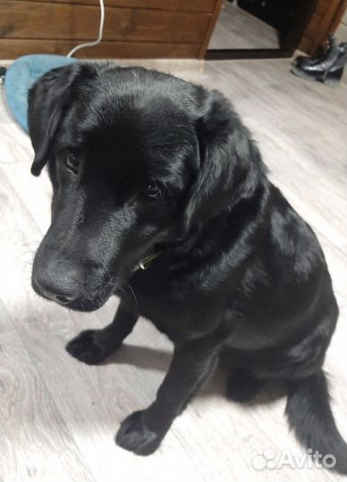 Лабрадор фенотип