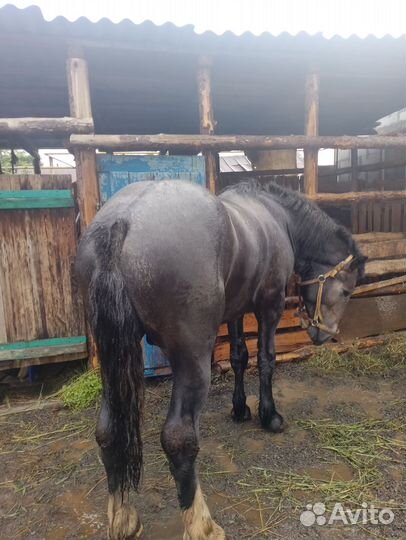 Жеребец 2.5 года