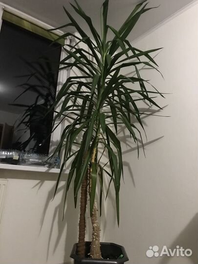 Пальма юкка