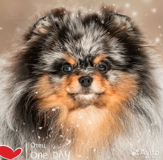 Щенки мини шпицы