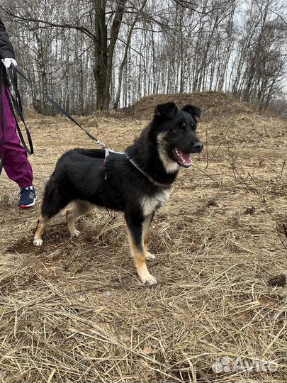 Собака в добрые руки отдам бесплатно