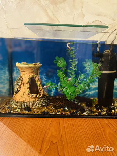 Аквариум с рыбками