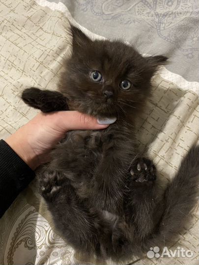 Метис британца