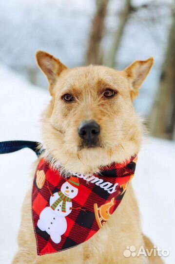 Скромный бородатик Вуди ищет дом