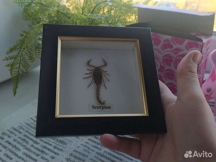 Картина подарочная с мумией скорпиона