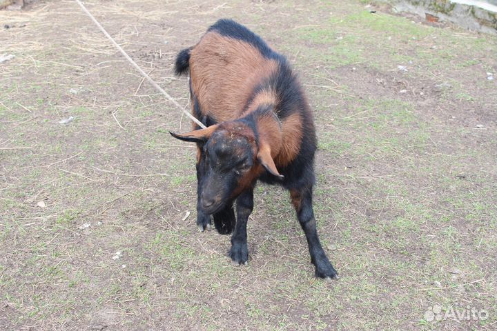 Козел на вязку