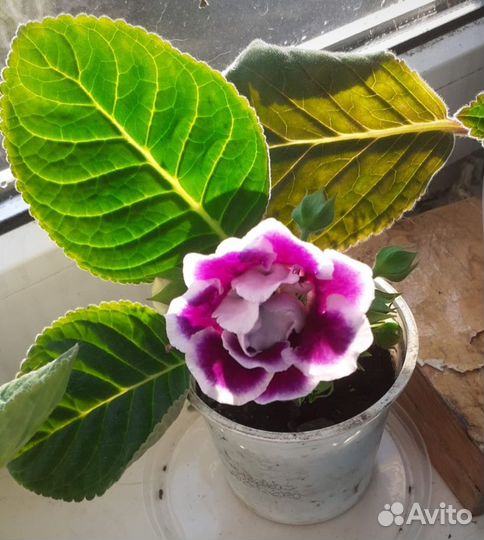 Глоксиния махровая