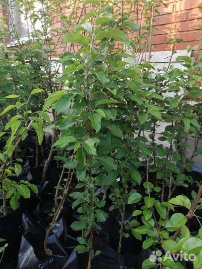 Саженцы яблонь