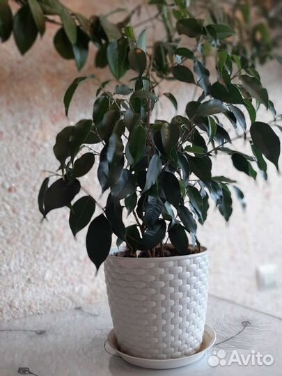 Бенджамина