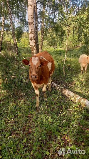 Телки стельные