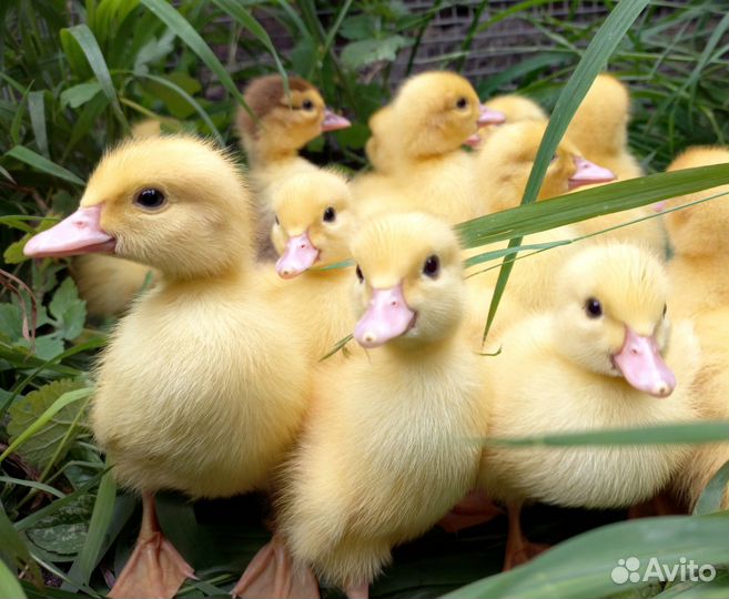 Утята индоутки