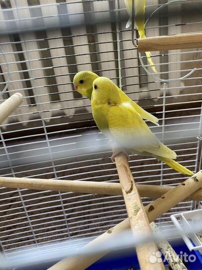 Волнистый попугай самка и самец