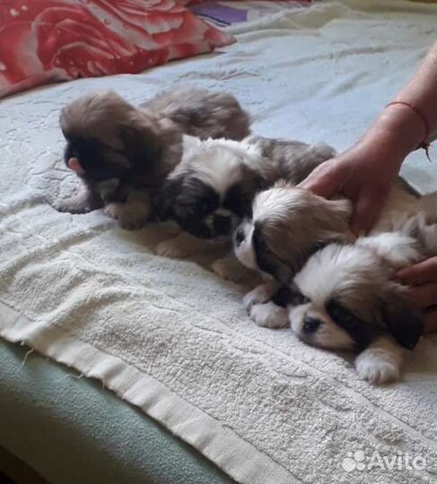 Щенки пекинеса