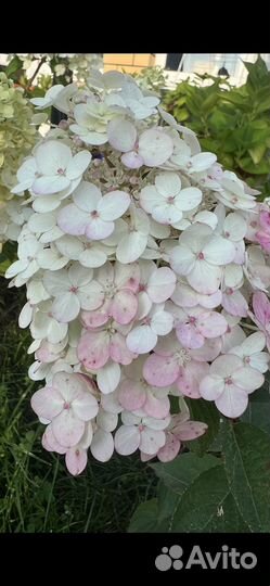 Гортензия метельчатая черенки