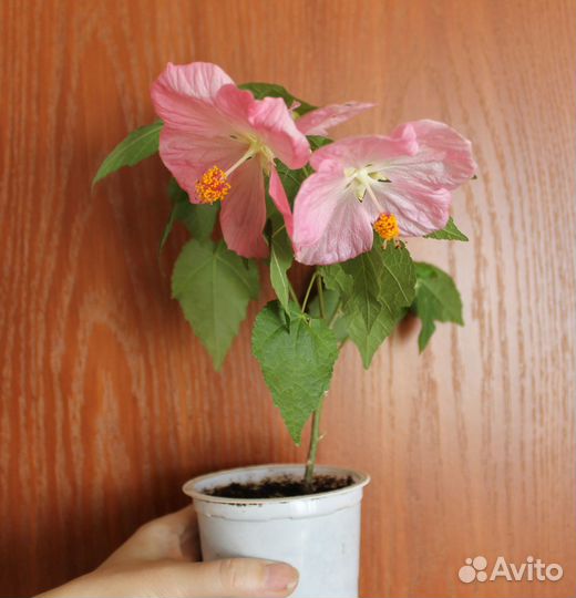 Комнатные растения